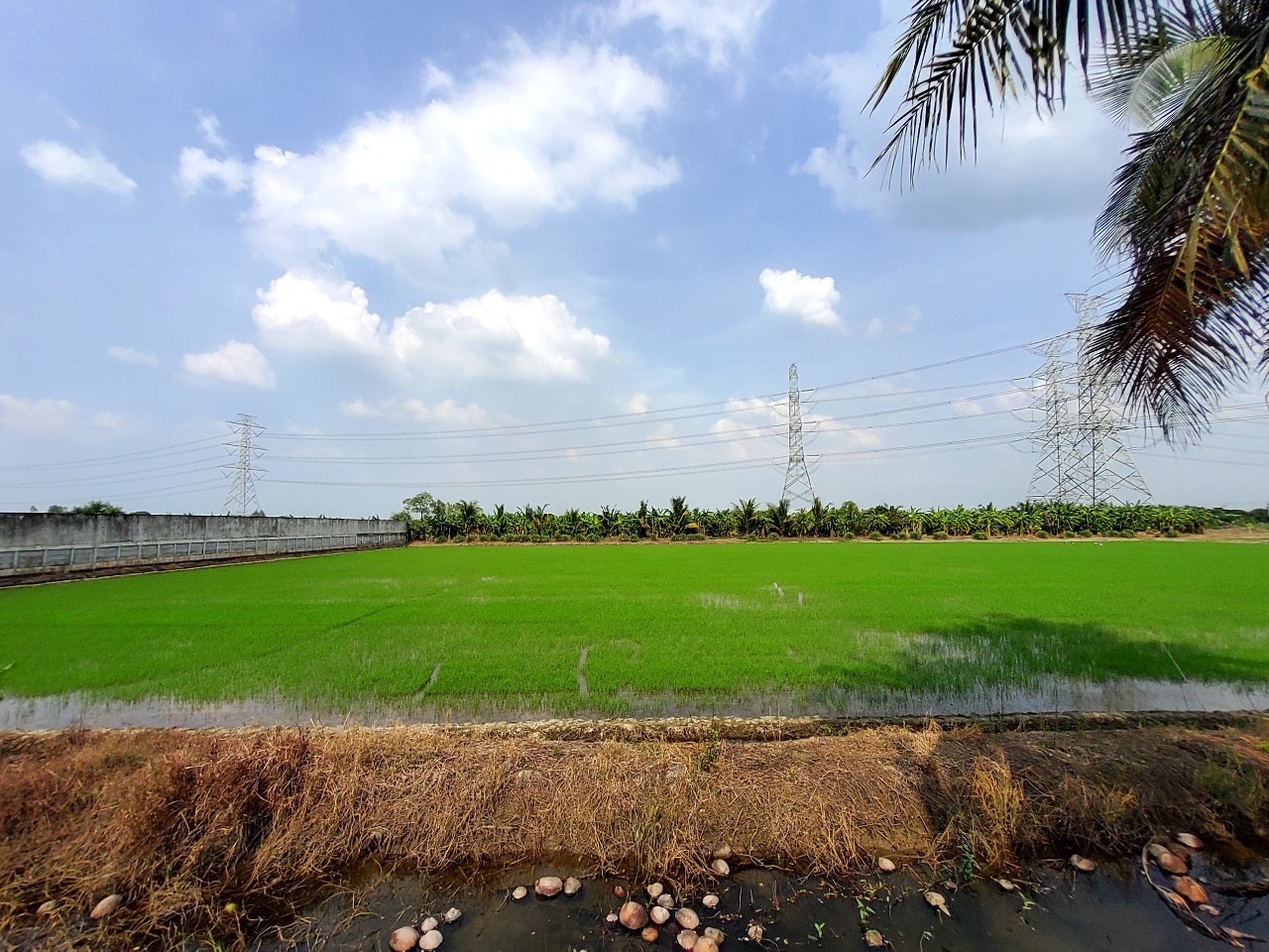 ขายด่วน ที่ดินผังสีม่วงไทรใหญ่ 6 ไร่เศษ(แบ่งได้) ติดถนนลาดยางสาธารณะ ถนน 3015 อ.ไทรน้อย นนทบุรี