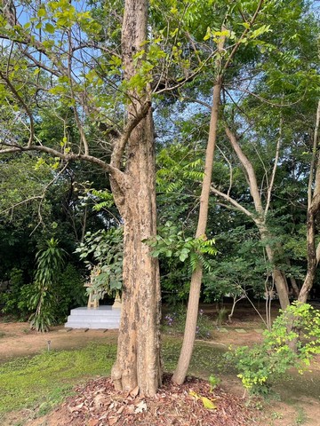 ขายที่ดินพร้อมบ้านหรูสองชั้นหลังใหญ่ ใกล้ตัวเมืองนครนายก