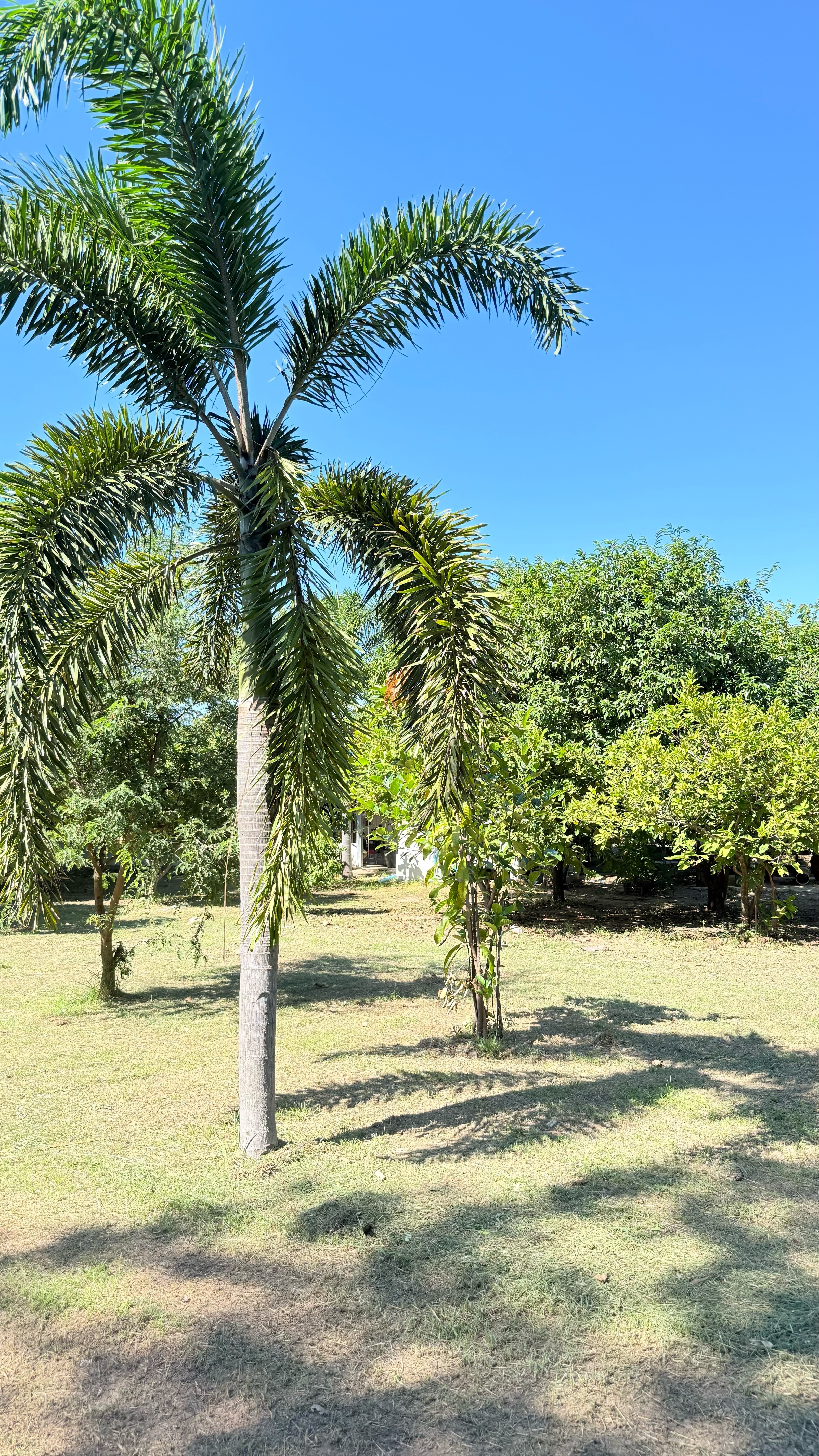 ขายที่ดินพร้อมสิ่งปลูกสร้าง เนื้อที่ 3 ไร่ 1 งาน 94 ตารางวา ตำบลพุแค จังหวัดสระบุรี