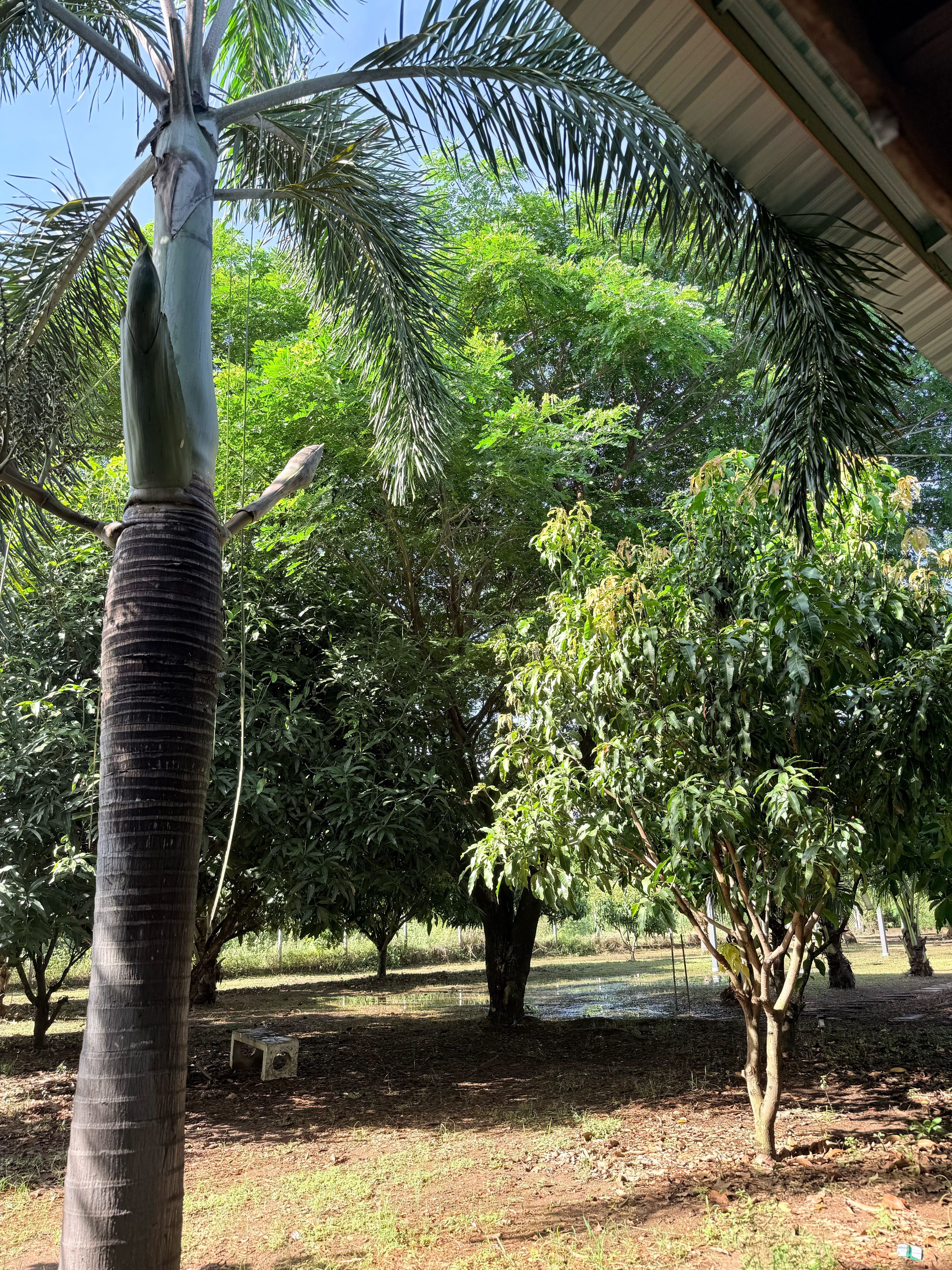 ขายที่ดินพร้อมสิ่งปลูกสร้าง เนื้อที่ 3 ไร่ 1 งาน 94 ตารางวา ตำบลพุแคส