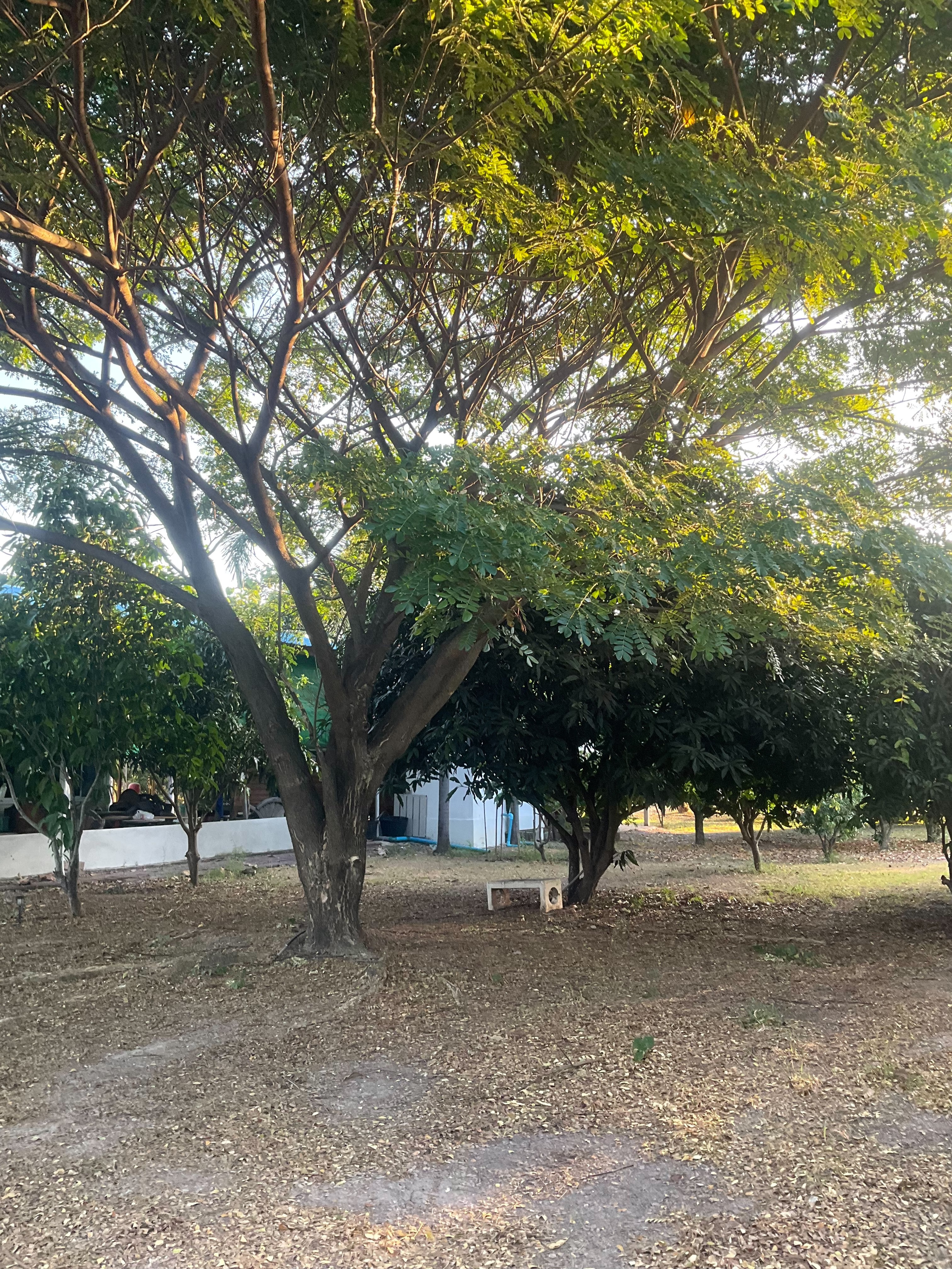 ขายที่ดินพร้อมสิ่งปลูกสร้าง เนื้อที่ 3 ไร่ 1 งาน 94 ตารางวา ตำบลพุแคส